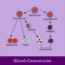 The normal range can sometimes vary by population. What Is Blood Blood Cancer Com
