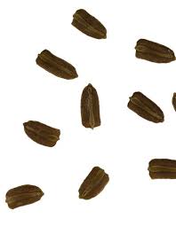 Image result for Lagenaria rufa