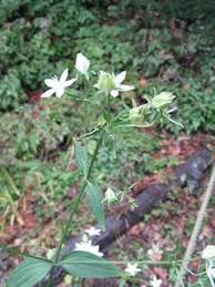 Image result for Swertia eminii