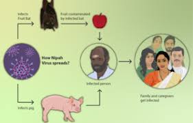 At least 14 people have died in connection with an outbreak of nipah virus in india, often transmitted by bats. Nipah Virus Infection Wikipedia