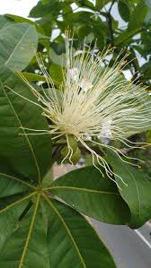 Image result for Pachira glabra