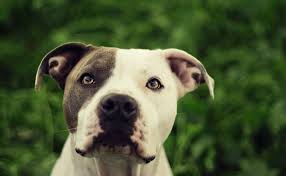 3840x2370 Pitbull 4k High Quality Wallpaper For Desktop Terrier Pittbulls