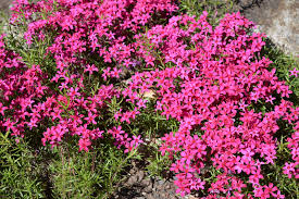 Image result for Indigofera subulata