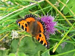 From stylish baskets to the perfect plants to put in them, here are our picks. Pollinator Friendly Plants For Containers Greenside Up