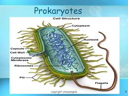 Maybe you would like to learn more about one of these? 1 Basic Structure Of A Cell Copyright Cmassengale Ppt Download
