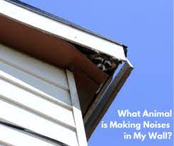 Maybe you would like to learn more about one of these? What Animal Is Making Noises In My Wall Critter Control Sarasota