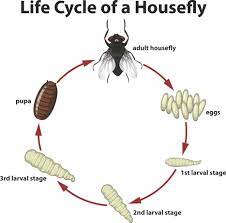 Maybe you would like to learn more about one of these? How Long Do Flies Live Fullscope Pest Control