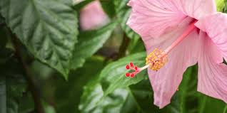 Image result for Hibiscus barbosae
