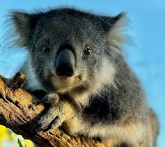 Image result for koalas