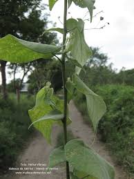 Image result for Wissadula amplissima