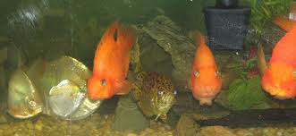 Blood Parrot Cichlid Compatibility My Aquarium Club