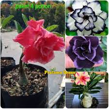 The reason we use golden crown because it can provide the best forms especially with symmetric branches with clearer middle main stem like king crown. Paket 4 Tanaman Adenium Bunga Tumpuk Tanaman Hias Adenium Tanaman Kamboja Jepang Tanaman Bunga Adenium Tanaman Bunga Taman Bunga