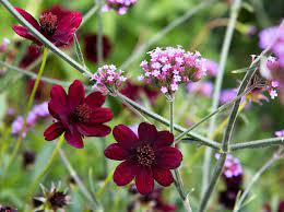 Maybe you would like to learn more about one of these? Cosmos Atrosanguineus Chocamocha Bbc Gardeners World Magazine