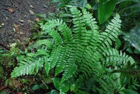 Image result for Megalastrum