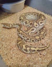 We did not find results for: Pastave Trick Ball Python