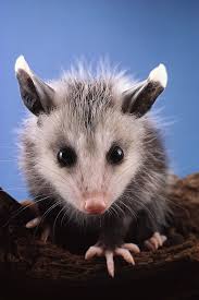 Baby Opossum Opossum Baby Opossum Animals Wild