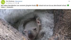 25 free photos of baby koala. Zoo Duisburg Koala Baby Wagt Sich Zum Ersten Mal Aus Mamas Beutel Stern De