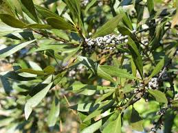 Image result for Myrica salicifolia