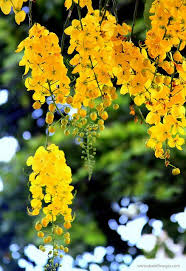 Stop by the leasing office to schedule your tour. Acassia Imperial Amazing Flowers Flowers Photography Flowering Trees