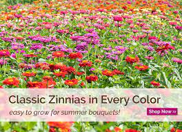 Garden flowers seeds for sale. Select Seeds