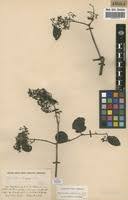 Image result for Hippocratea volkensii