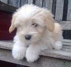 About trisong tibetan terriers available puppies & adults we raise our dogs using a combination of science, 40+ years experience, and and peer reviewed research/methods. 160 Tibetan Terriers Ideas Tibetan Terrier Dogs Terrier