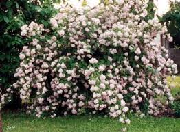Image result for Deutzia x hybrida ′Mont Rose
