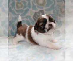 I'm a breeder i breed shih tzu puppies to help pet lovers. View Ad Shih Tzu Puppy For Sale Near Oregon Springfield Usa Adn 199699