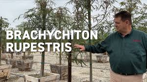 Image result for Brachyachne simonsii