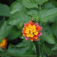 Lantana Confetti Lantana Lantana Plant Butterfly Plants
