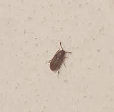 It is related to the sawtoothed grain beetle. Foreign Grain Beetle Pest Control Canada