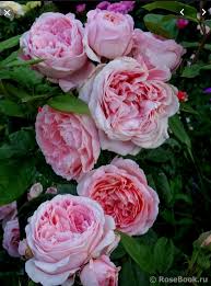 Nouveauté 2014 rosier generosa aux fleurs roses doubles qui apportent une touche très féminine planting flowers. Anne Sophie Pic à¸ à¸«à¸¥à¸²à¸šà¸«à¸­à¸¡ Cc Rose Shop Sri Racha Facebook