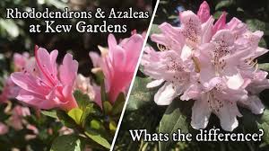 You're right about the zone maps, that's basically cold hardiness, but there is a heat index map as well, but nobody really references it very often. Rhododendrons Azaleas Whats The Difference 4k Youtube