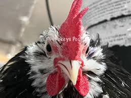 Trying to get birds fed and watered before work. Still trying to catch up 