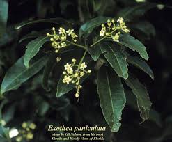 Image result for Exotheca