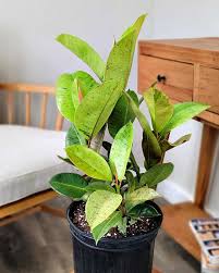 Image result for Ficus muelleriana