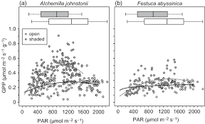 Image result for Alchemilla johnstonii