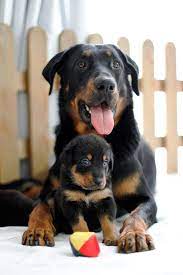 Beauceron welpen b wurf les gardiens de lesprit hardi. 19 Beauceron Ideen Hunde Tiere Hunde Rassen