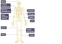 Human Skeleton With The Bones Labelled Skull Clavicle Sternum Rib Cage Spine Humerus Radius Ul Skeletal And Muscular System Muscular System Body Bones