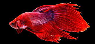 They are among the most popular home aquarium pets (second only to goldfish). Siamese Fighting Fish Species Tropical Fish Hobbyist Magazine