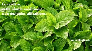 La Melisse Quand La Recolter Comment L Utiliser Leblogbio Fr Melisse Citronnelle Plantes Sauvages Comestibles Melisse Plante