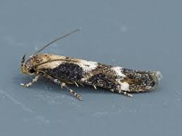 Image result for Mompha divisella