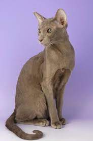 Lilac Or Lavender Oriental Shorthair Cat Breeds Oriental Shorthair Oriental Shorthair Kittens