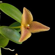 Image result for Falkia oblonga