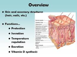 Lecture Integumentary System Flashcards Quizlet