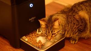 However, kidney disease was already common, especially in older cats. Best Cat Food Blog