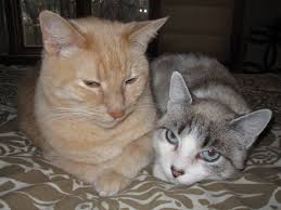 How to tame a feral cat unknown tricks need exploring kitty cats blog feral cats cat training cat advice. How To Tame A Wild Cat Pethelpful