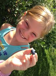 What u-pick blueberry farms are open