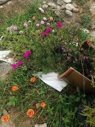 65 desain taman depan rumah minimalis dan modern memiliki rumah idaman menjadi impian semua orang saat ini bagi sebag ide berkebun kebun kecil desain taman. Taman Mini Rumah Kampung Halaman Utama Facebook