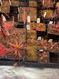 Image result for Kleinia mweroensis